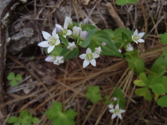 Gentianella microcalyx