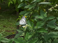 Appias libythea olferna