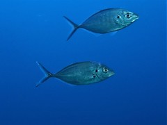 Pseudocaranx wrighti