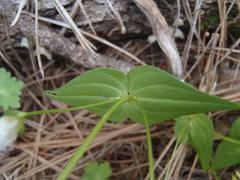 Gentianella microcalyx