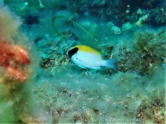 Chromis klunzingeri