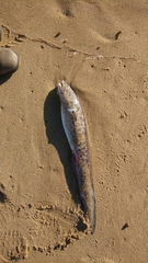 Genypterus tigerinus