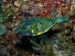 Bluespotted Toadfish photo 1