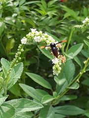 Rhynchium haemorrhoidale