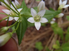 Gentianella microcalyx