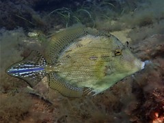 Chaetodermis penicilligerus