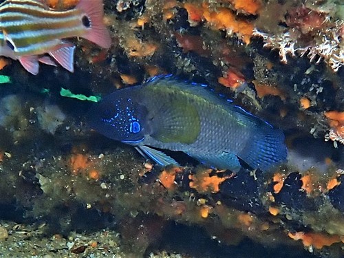Sinclair's longfin (Paraplesiops sinclairi) — Plesiopidae — 5