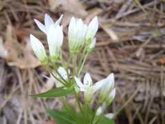 Gentianella microcalyx