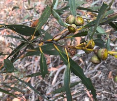 Eucalyptus diversifolia