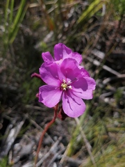 Drosera cuneifolia