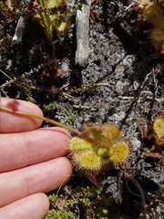 Drosera cuneifolia