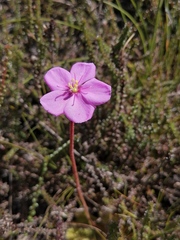 Drosera cuneifolia