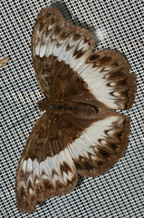 Cymothoe druryi