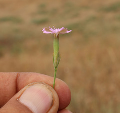 Dianthus bicolor