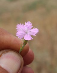 Dianthus bicolor
