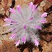 Amaranthaceae - Photo (c) overlander (Gerald Krygsman), μερικά δικαιώματα διατηρούνται (CC BY-NC)