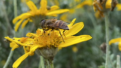 Eristalinus taeniops