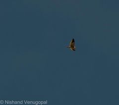 Elanus caeruleus vociferus