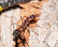 Myrmecia forficata