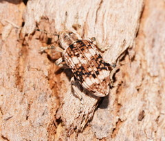 Pelororhinus transversus
