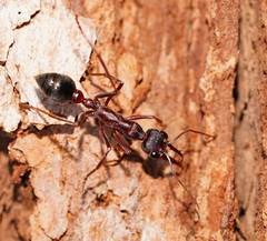 Myrmecia forficata