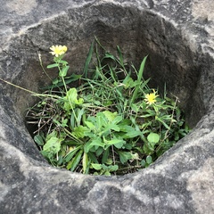 Crepidiastrum lanceolatum