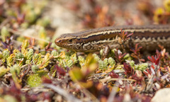 Common New Zealand Skink photo 3