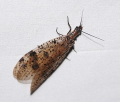 Archichauliodes guttiferus