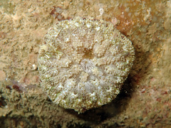 Stichodactyla tapetum