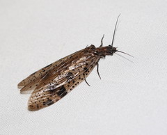 Archichauliodes guttiferus