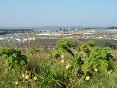 Solanum aculeatissimum