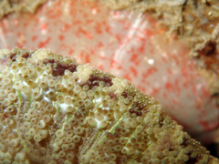 Stichodactyla tapetum