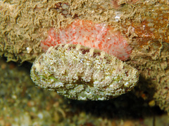 Stichodactyla tapetum