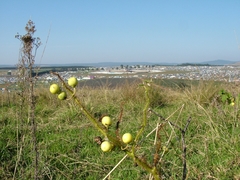 Solanum aculeatissimum