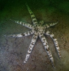 Luidia maculata