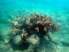 Acropora florida