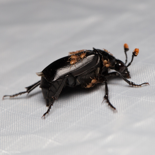 Black Burying Beetle (Nicrophorus nigrita) photo 3