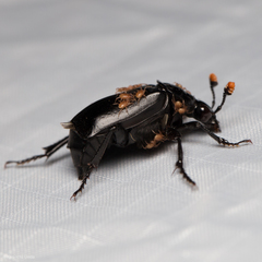 Nicrophorus nigrita