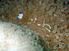 Ancylomenes magnificus