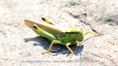 Ognevia longipennis