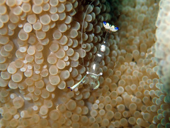 Ancylomenes magnificus