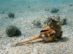 Dardanus scutellatus