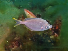 Parequula melbournensis