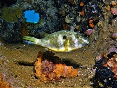 Bluespotted Toadfish photo 2