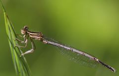 Platycnemis pennipes