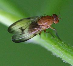 Minettia inusta