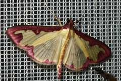 Cadarena pudoraria