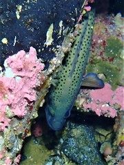 Acanthistius serratus