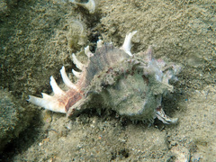 Chicoreus ramosus