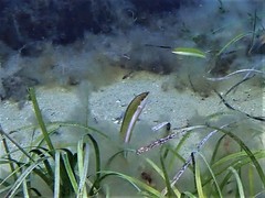 Halichoeres brownfieldi